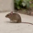 A house mouse on a pale concrete surface